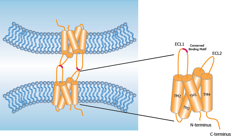 Claudin family of transmembrane proteins